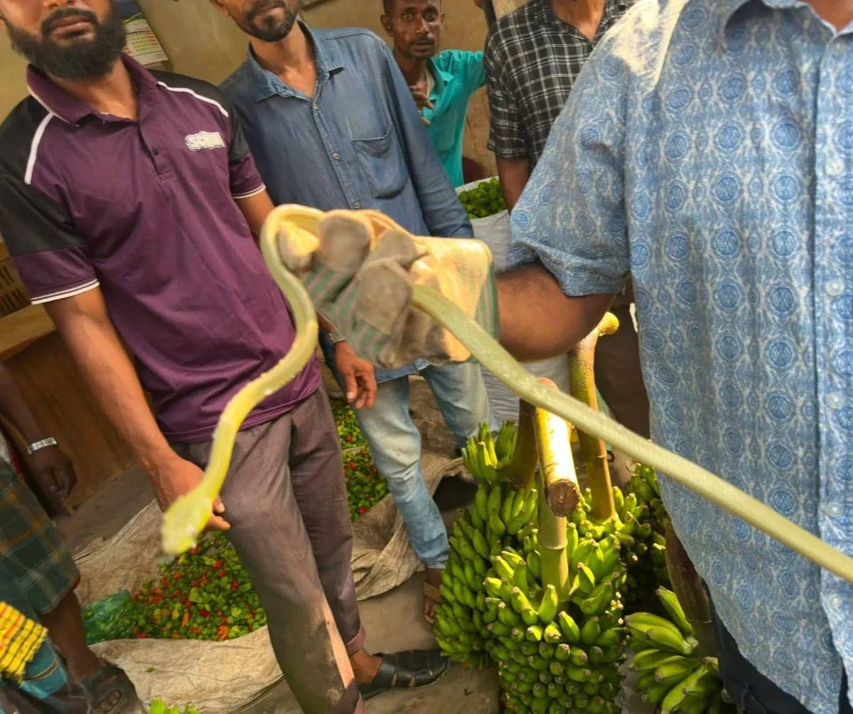 কলার ছড়ির ভেতর মিলল সবুজ ফণীমনসা সাপ, বাজারে আতঙ্ক
