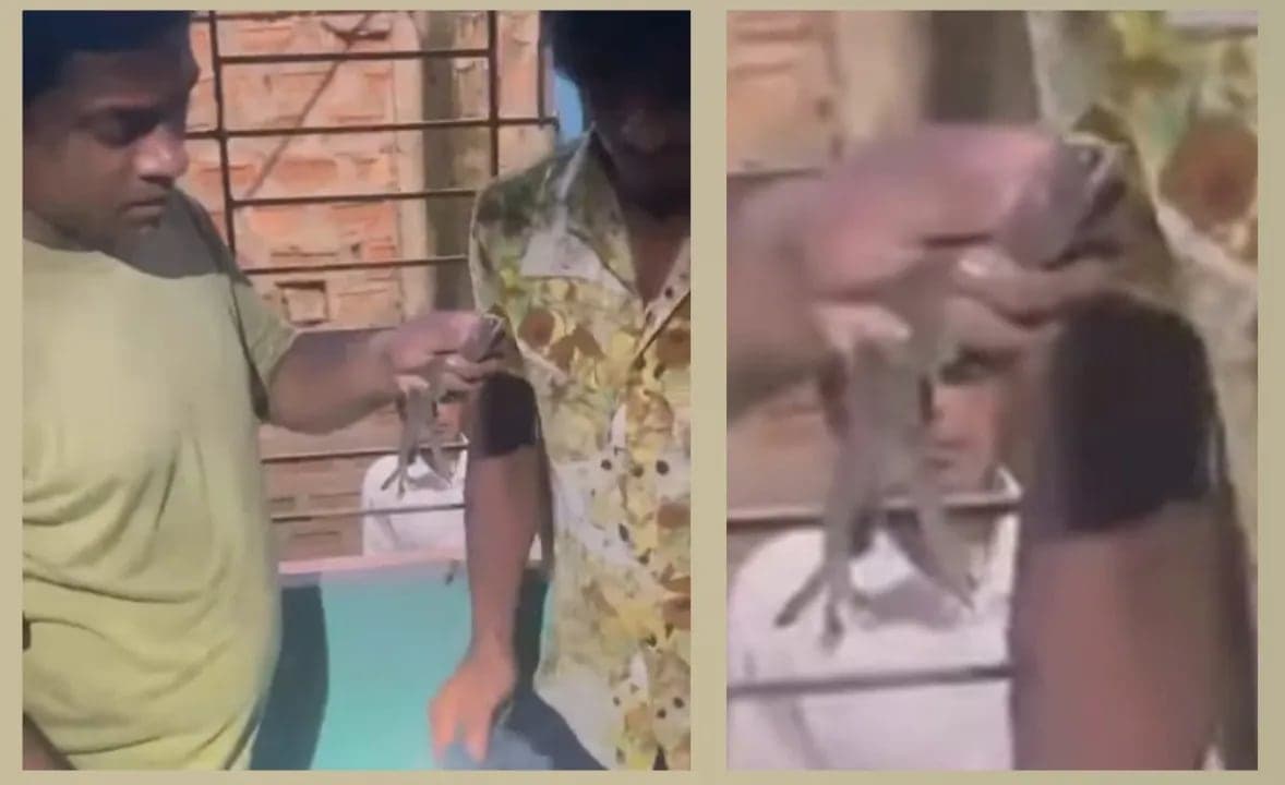 শ্রীমঙ্গলে লোকালয় থেকে তক্ষক উদ্ধার